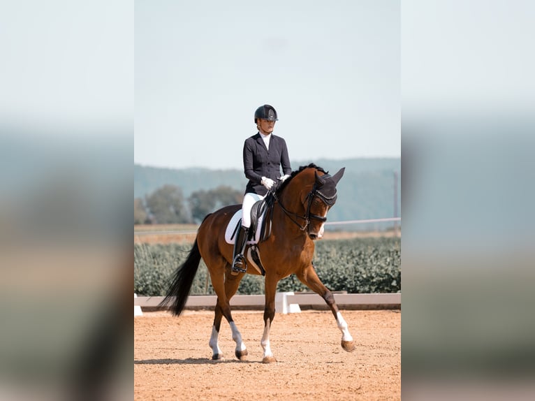 KWPN Wallach 8 Jahre 174 cm Brauner in Karlsfeld