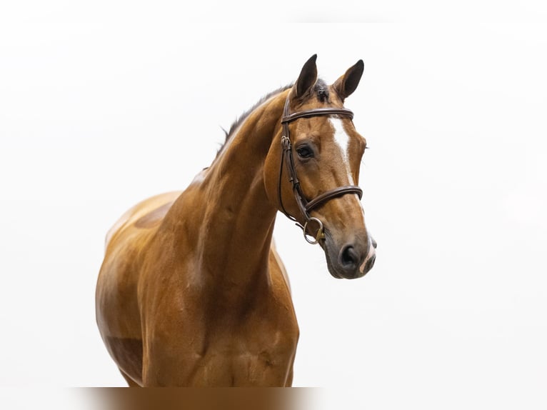 KWPN Wallach 8 Jahre 174 cm Brauner in Waddinxveen