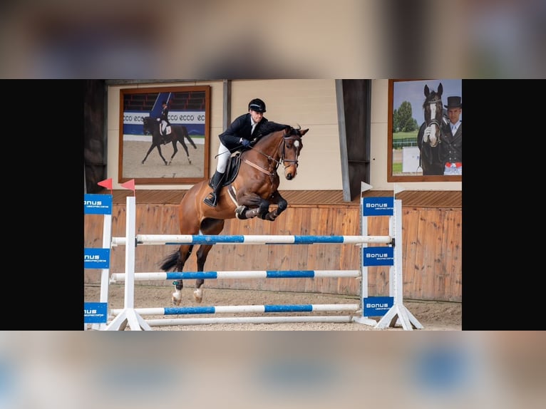 KWPN Wallach 8 Jahre 174 cm Rotbrauner in Radzionków
