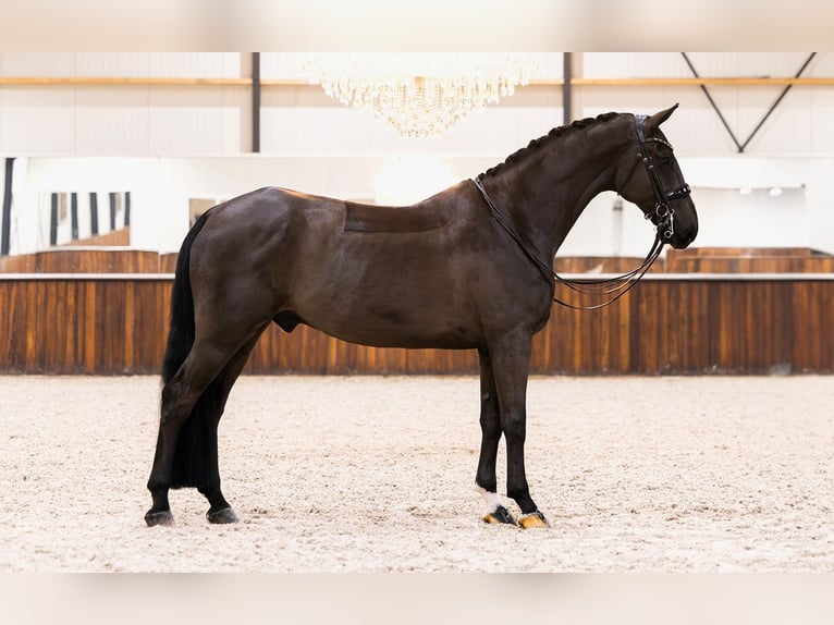 KWPN Wallach 8 Jahre 174 cm Schwarzbrauner in Kwadijk