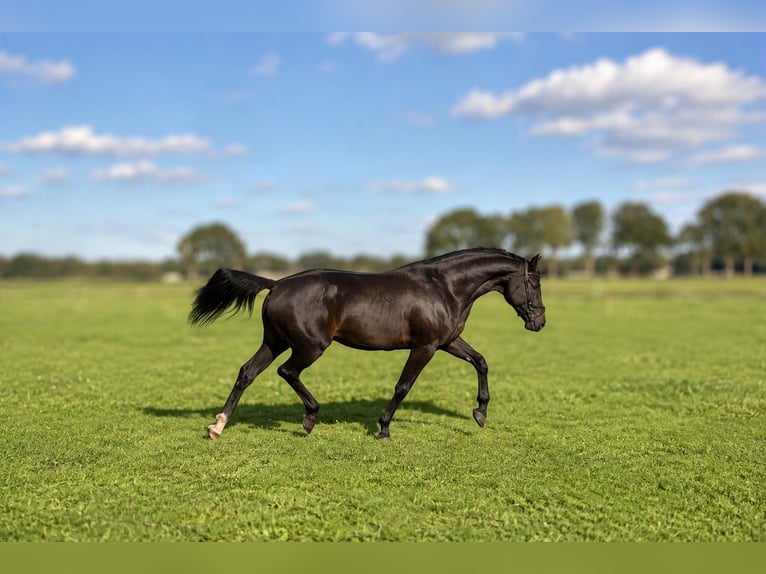 KWPN Wallach 8 Jahre 175 cm Brauner in Erm
