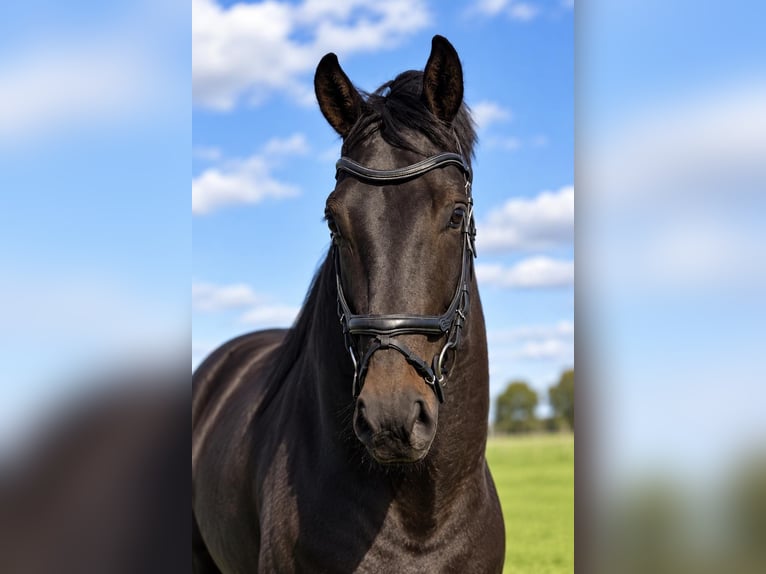 KWPN Wallach 8 Jahre 175 cm Brauner in Erm