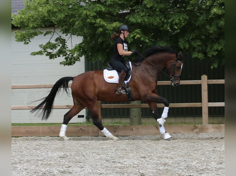 KWPN Wallach 8 Jahre 175 cm Dunkelbrauner in Dreumel