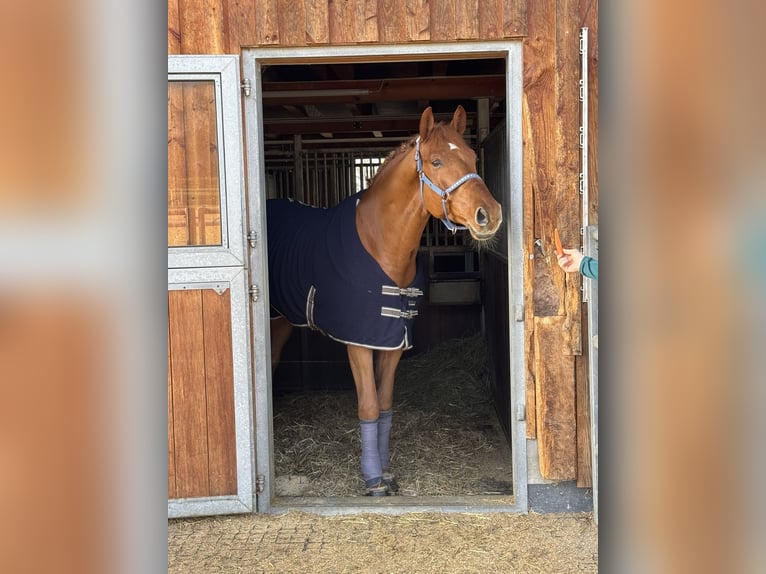 KWPN Wallach 8 Jahre 175 cm Fuchs in Altach