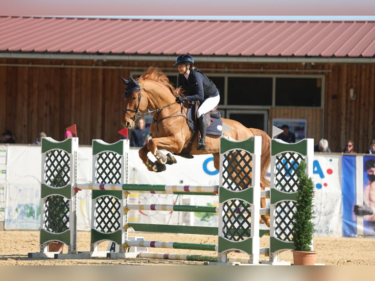 KWPN Wallach 8 Jahre 175 cm Fuchs in Altach