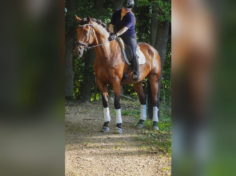 KWPN Wallach 8 Jahre 176 cm Brauner in Nettersheim