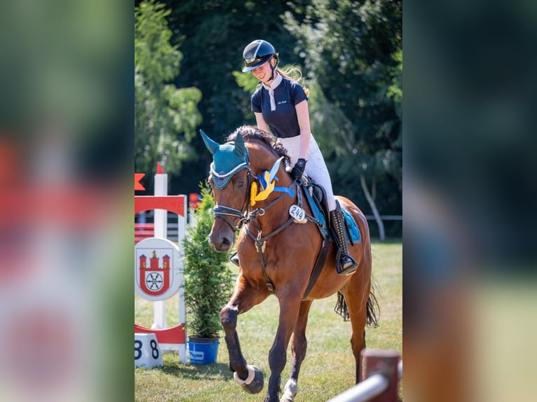 KWPN Wallach 8 Jahre 176 cm Dunkelbrauner in Bramsche