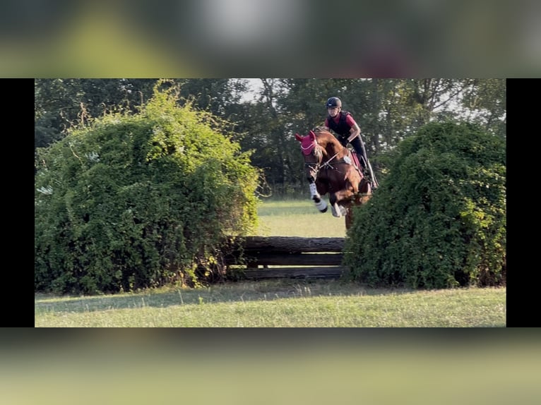 KWPN Wallach 8 Jahre 176 cm Dunkelbrauner in Bramsche
