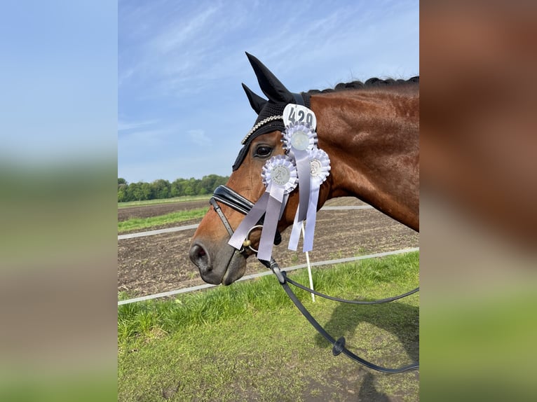 KWPN Wallach 8 Jahre 176 cm Dunkelbrauner in Bramsche