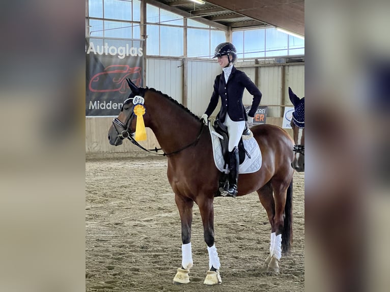 KWPN Wallach 8 Jahre 176 cm Dunkelbrauner in Bramsche