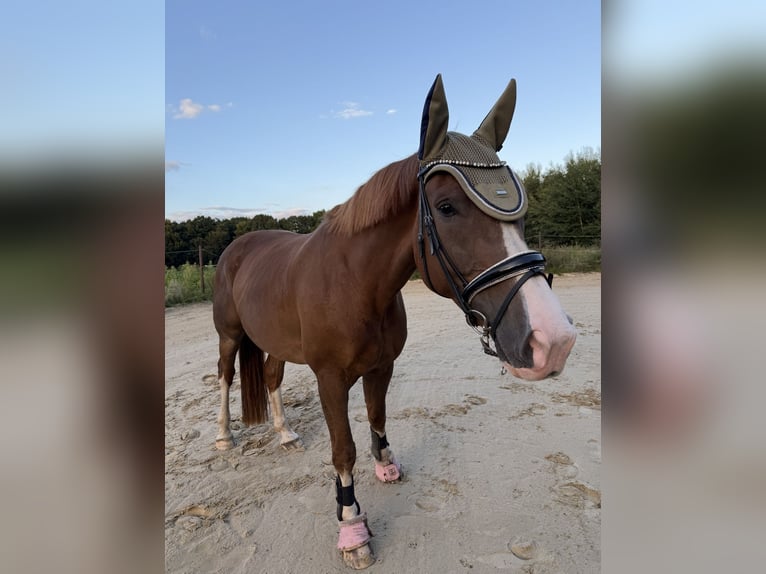 KWPN Wallach 8 Jahre 177 cm Fuchs in Rheine