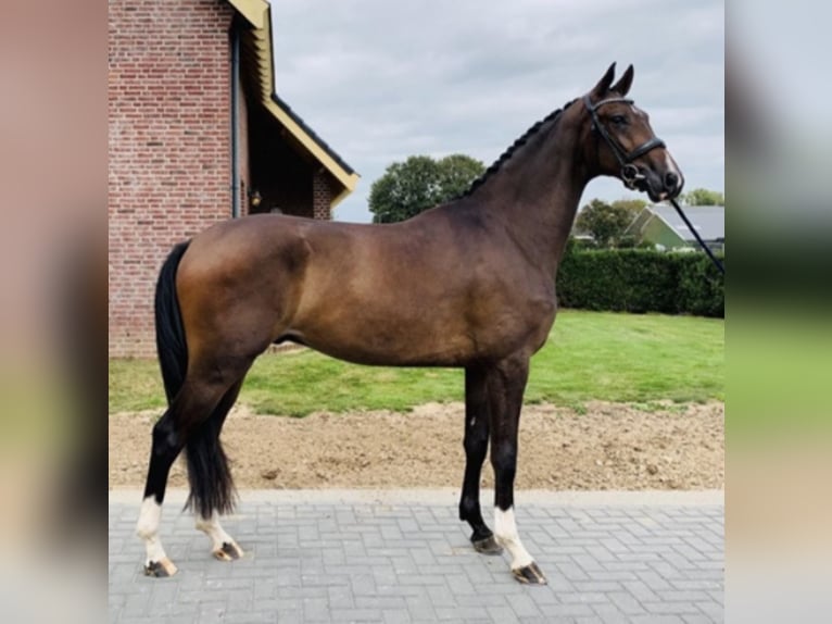 KWPN Wallach 8 Jahre 178 cm Brauner in ReuselReusel