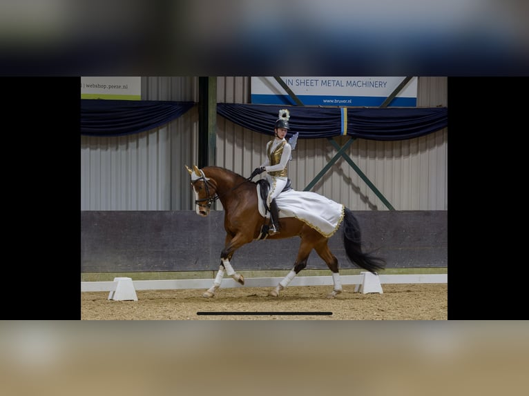 KWPN Wallach 8 Jahre 178 cm Brauner in Angerlo