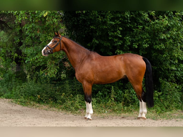 KWPN Wallach 8 Jahre 178 cm Brauner in Angerlo