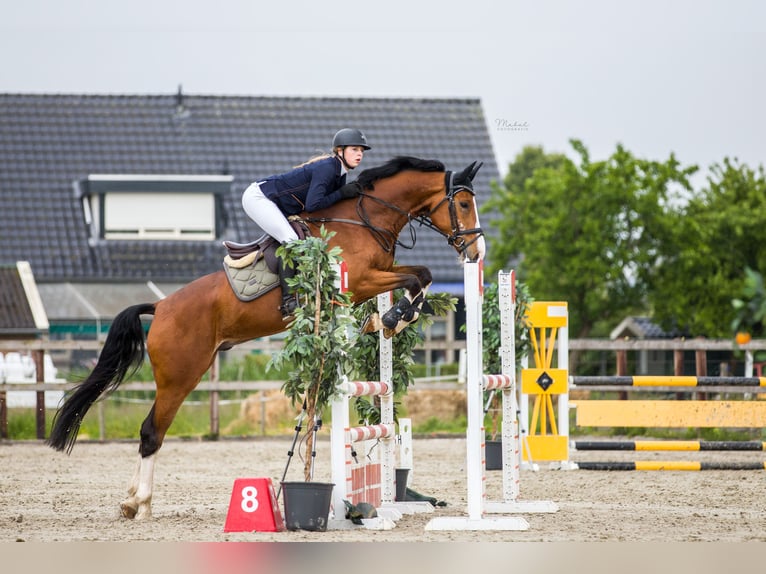 KWPN Wallach 8 Jahre 178 cm Brauner in Angerlo