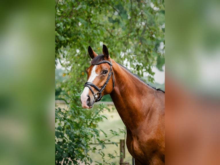 KWPN Wallach 8 Jahre 178 cm Brauner in Angerlo