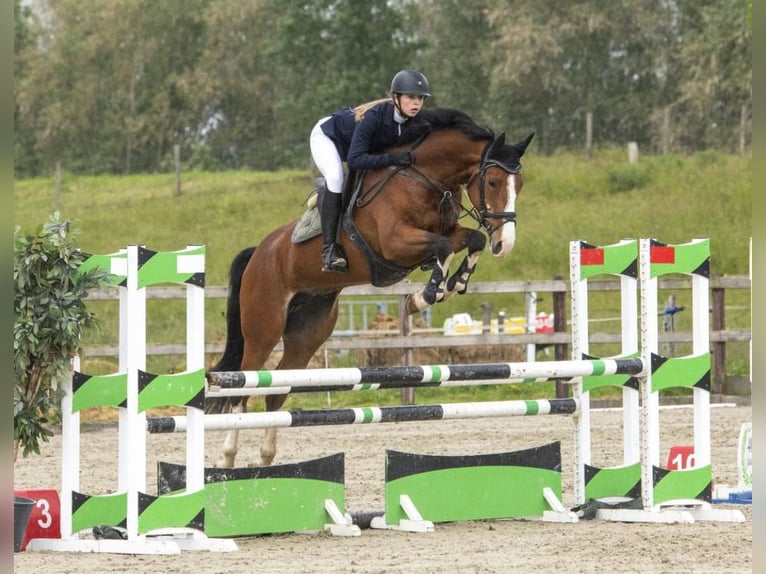 KWPN Wallach 8 Jahre 178 cm Brauner in Angerlo