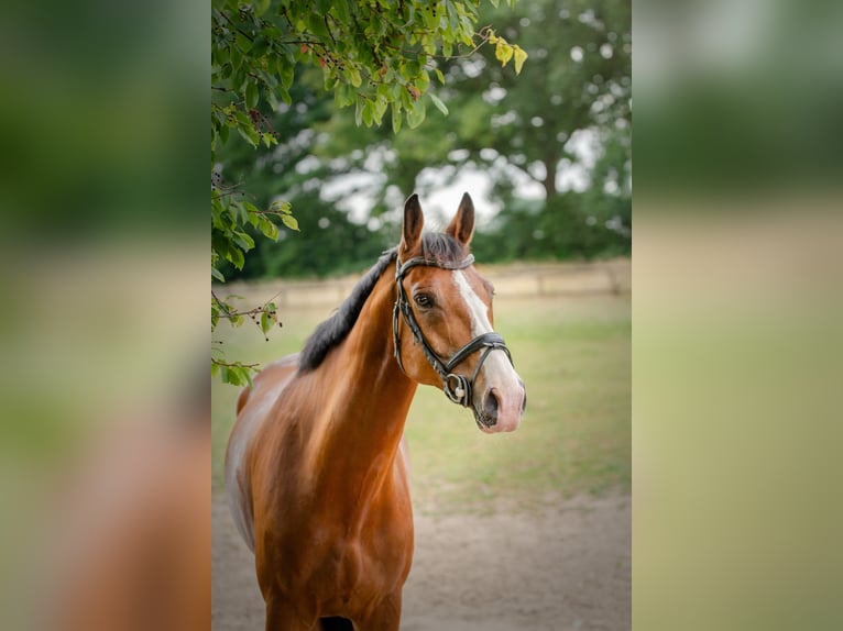 KWPN Wallach 8 Jahre 178 cm Brauner in Angerlo