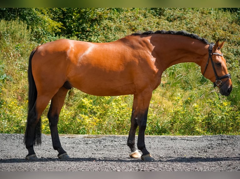 KWPN Wallach 8 Jahre 178 cm Brauner in Nettersheim