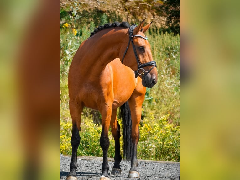 KWPN Wallach 8 Jahre 178 cm Brauner in Nettersheim