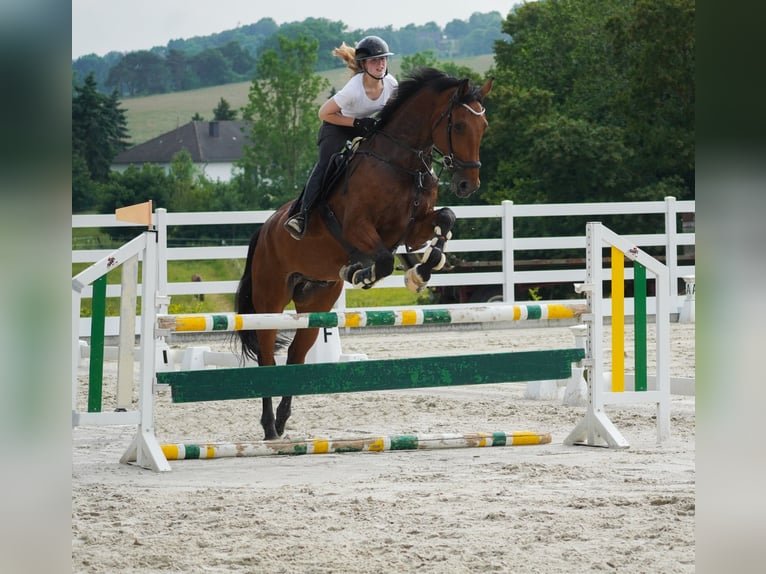 KWPN Wallach 8 Jahre 178 cm Brauner in Nettersheim