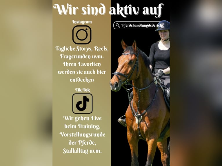 KWPN Wallach 8 Jahre 178 cm Brauner in Nettersheim