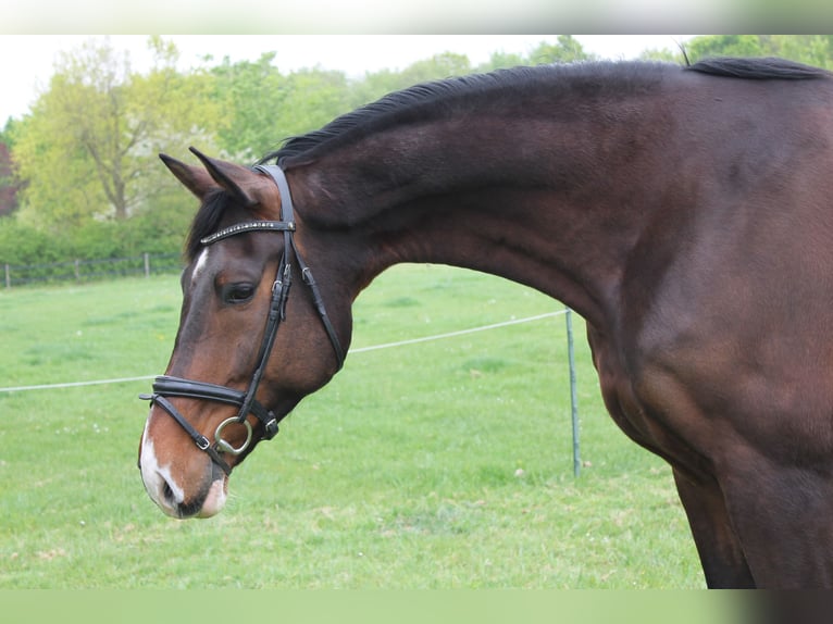 KWPN Wallach 8 Jahre 178 cm Dunkelbrauner in Burgh-Haamstede