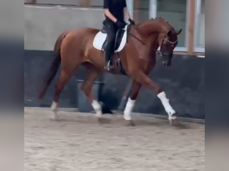 KWPN Wallach 8 Jahre 178 cm Fuchs in Kaldenkirchen