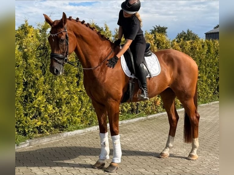 KWPN Wallach 8 Jahre 178 cm Fuchs in Kaldenkirchen
