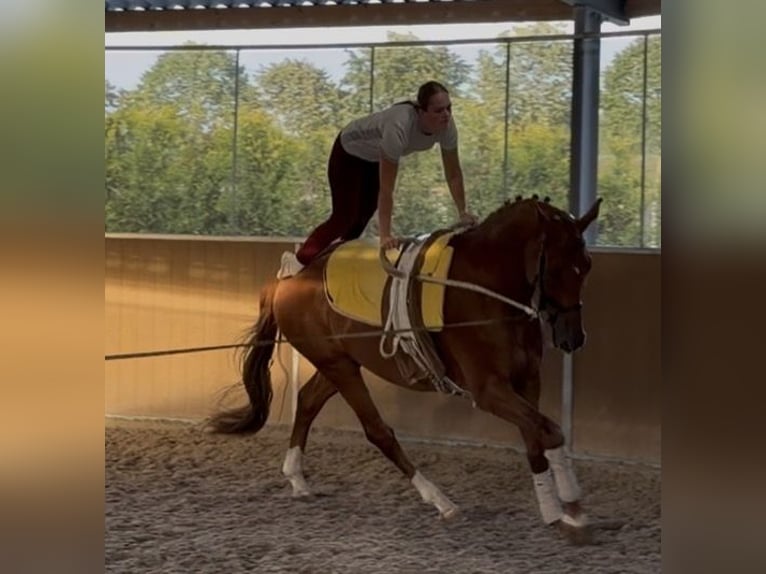 KWPN Wallach 8 Jahre 178 cm Fuchs in Kaldenkirchen