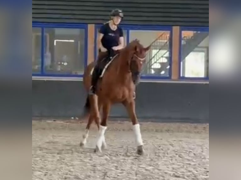 KWPN Wallach 8 Jahre 178 cm Fuchs in Kaldenkirchen