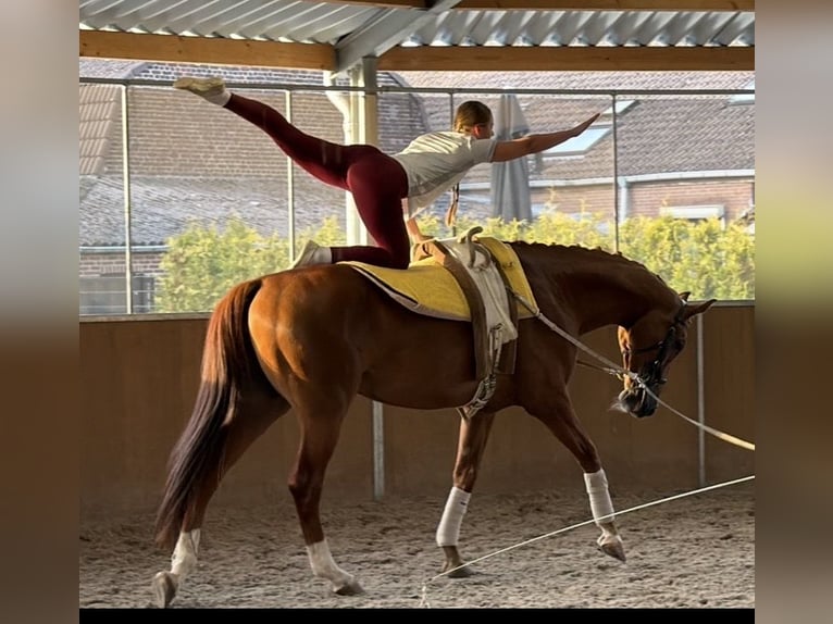 KWPN Wallach 8 Jahre 178 cm Fuchs in Kaldenkirchen