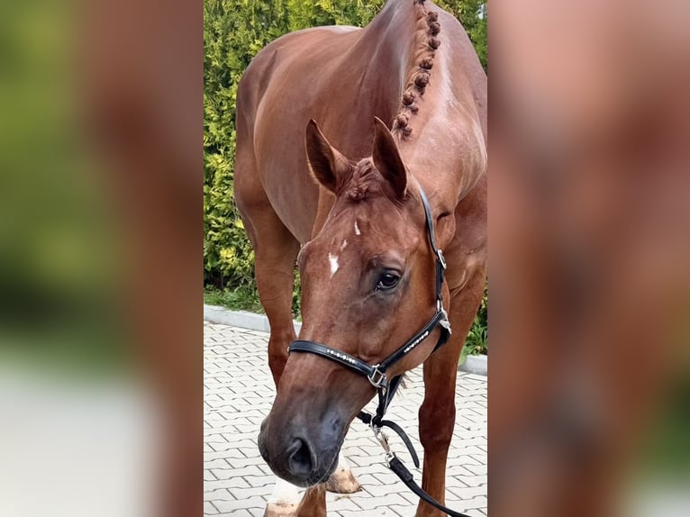 KWPN Wallach 8 Jahre 178 cm Fuchs in Kaldenkirchen