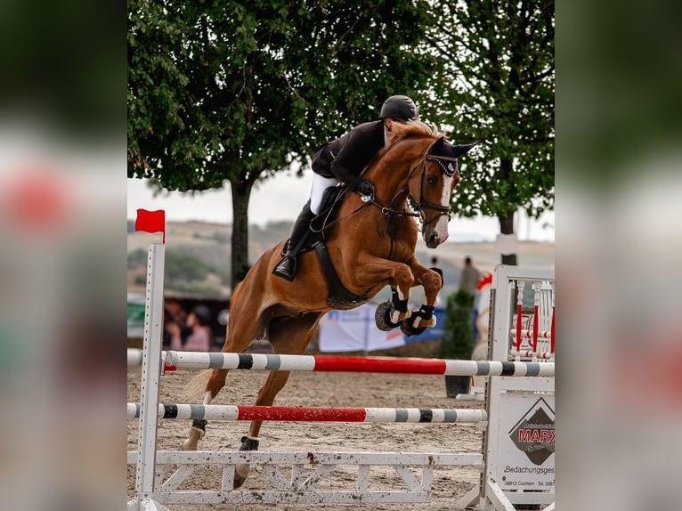 KWPN Wallach 8 Jahre 178 cm Fuchs in Mayen