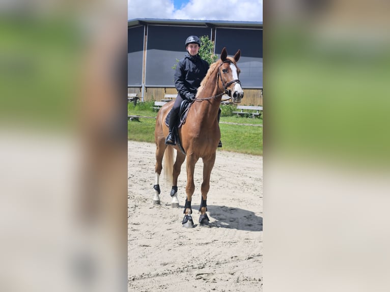 KWPN Wallach 8 Jahre 178 cm Fuchs in Mayen