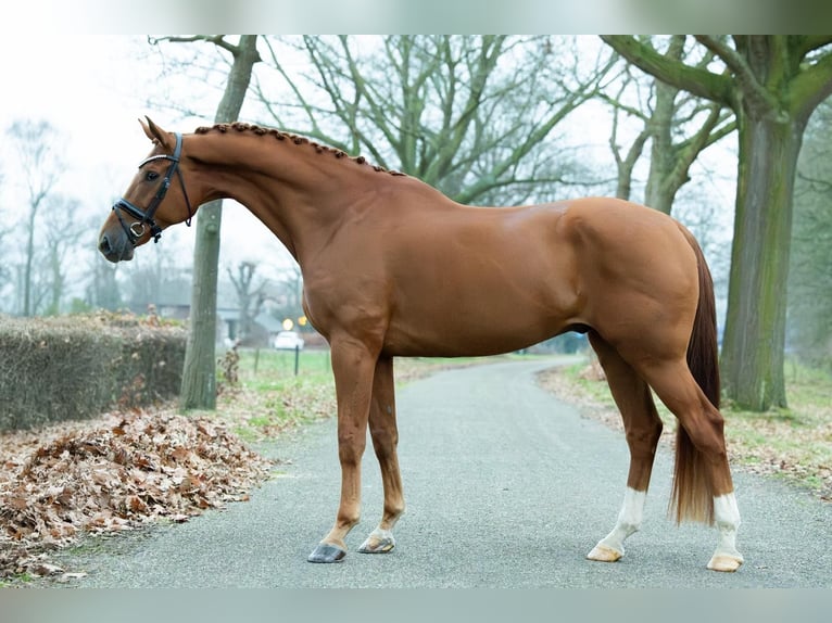 KWPN Wallach 8 Jahre 179 cm Fuchs in Belfeld