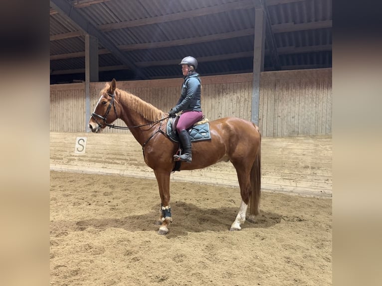 KWPN Wallach 8 Jahre 180 cm Fuchs in Pelmberg