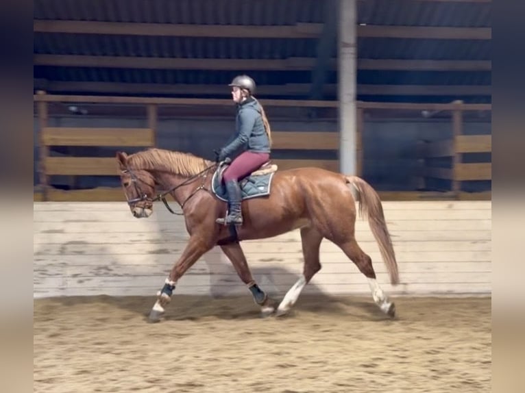 KWPN Wallach 8 Jahre 180 cm Fuchs in Pelmberg