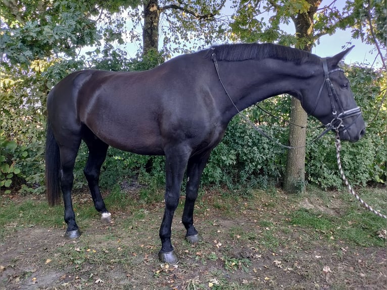 KWPN Wallach 8 Jahre 180 cm Rappe in GrathGrathemem