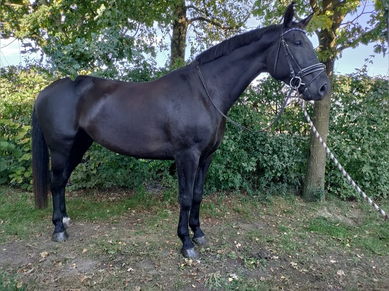 KWPN Wallach 8 Jahre 180 cm Rappe in GrathGrathemem