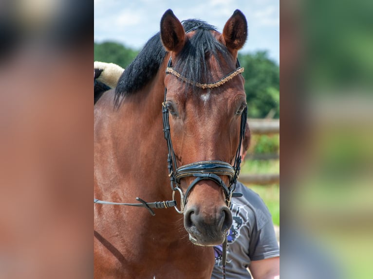KWPN Wallach 8 Jahre 181 cm Brauner in Neuburg an der Donau
