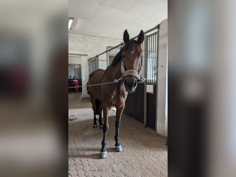 KWPN Wallach 8 Jahre 181 cm Brauner in Neuburg an der Donau