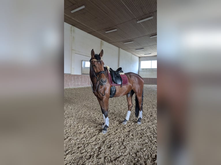KWPN Wallach 8 Jahre 181 cm Brauner in Neuburg an der Donau