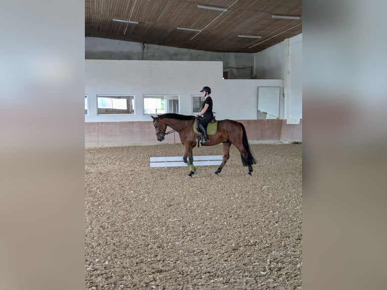 KWPN Wallach 8 Jahre 181 cm Brauner in Neuburg an der Donau