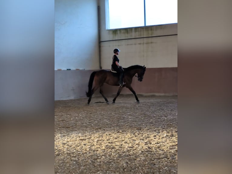 KWPN Wallach 8 Jahre 181 cm Brauner in Neuburg an der Donau