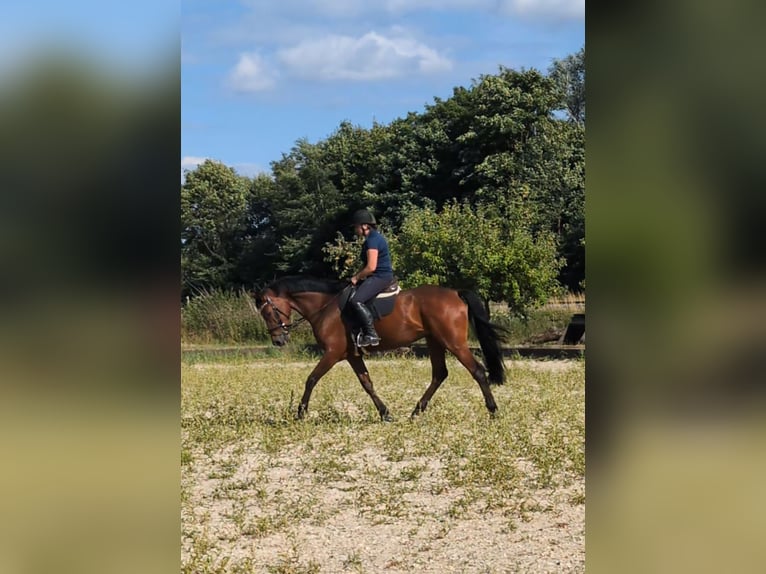 KWPN Wallach 8 Jahre 181 cm Brauner in Neuburg an der Donau