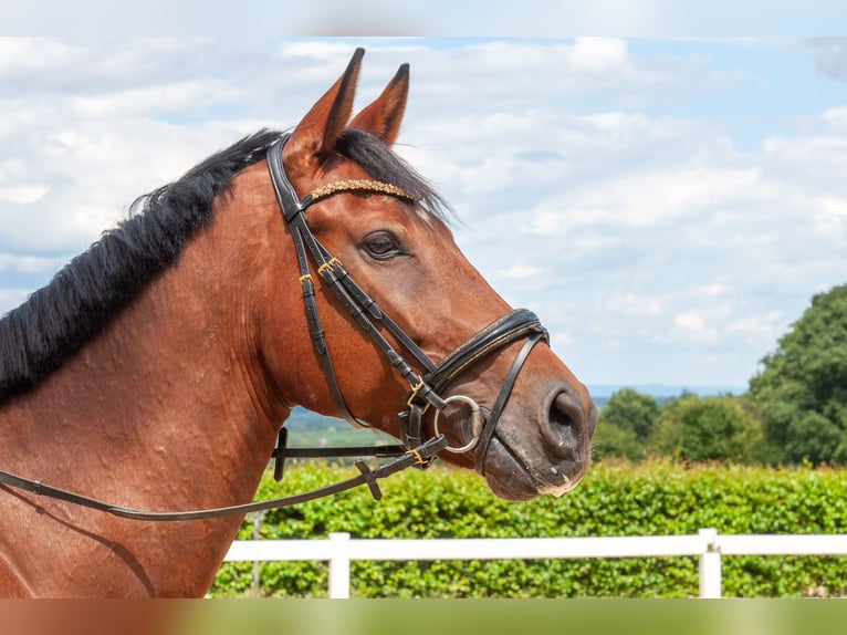 KWPN Wallach 8 Jahre 181 cm Brauner in Neuburg an der Donau