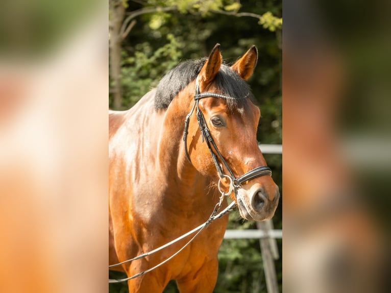 KWPN Wallach 8 Jahre 181 cm Brauner in Neuburg an der Donau