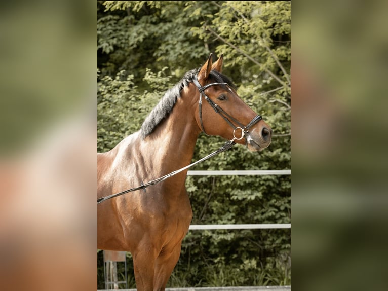 KWPN Wallach 8 Jahre 181 cm Brauner in Neuburg an der Donau