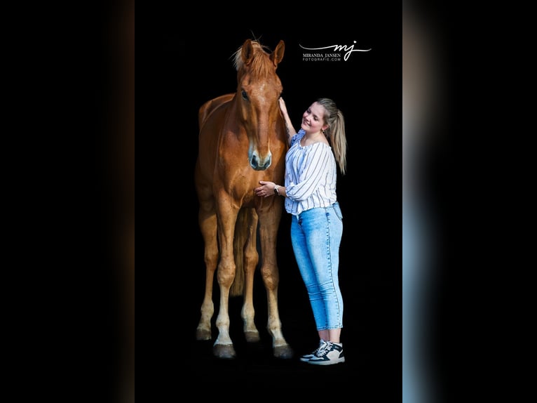 KWPN Wallach 8 Jahre 181 cm Fuchs in Klein Zundert